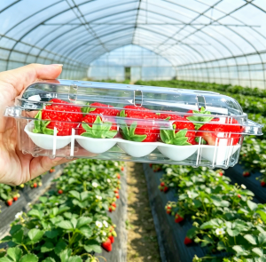 Biodegradable Strawberry Protection Mat Shockproof Foam Fruit Tray Eco-Friendly for Packaging Pad Blister Customized