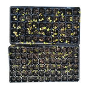 Good Strength Durable PS Material Plastic Seedling Tray with Holes from 15 to 288