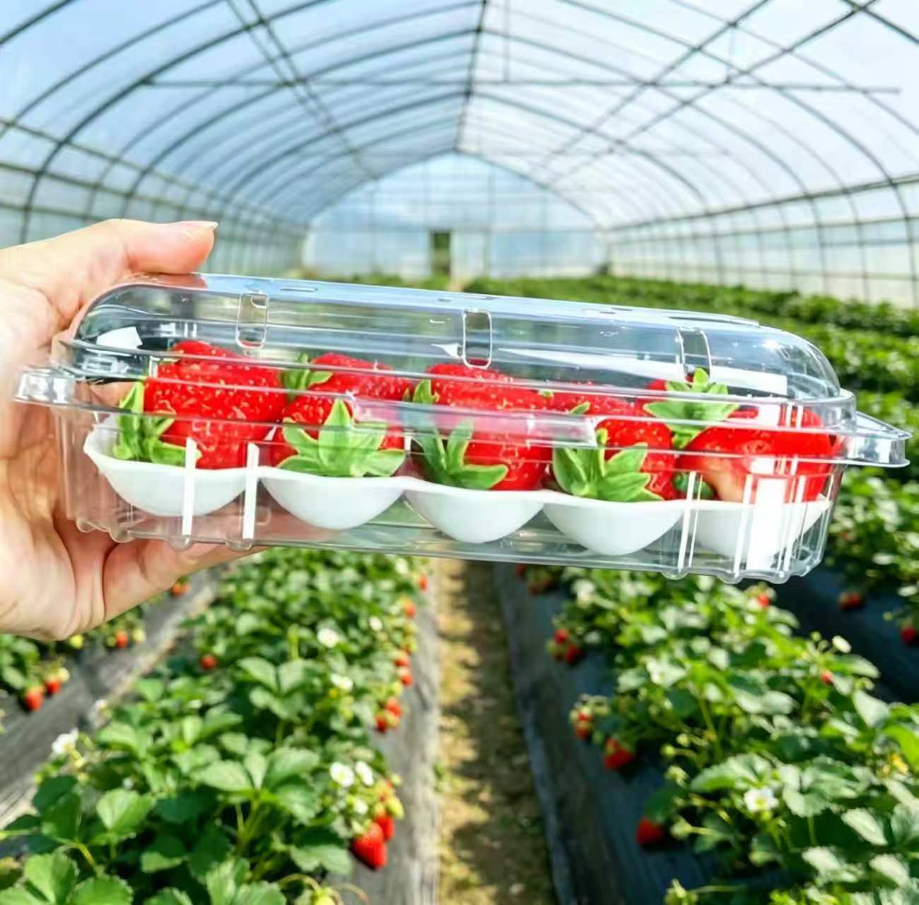 The New Choice for Plastic-Free Shipping: Biodegradable Fruit Trays & Customized Compostable Liners